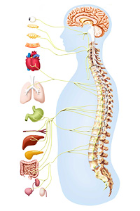 Le système nerveux et la chiropratique